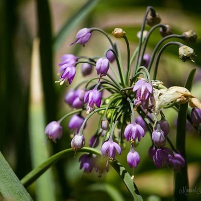 Allium cernuum — flower