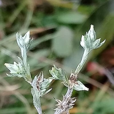 Logfia minima — flower