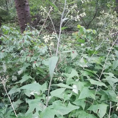Parasenecio hastatus — flower