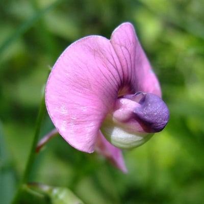 Lathyrus heterophyllus — flower