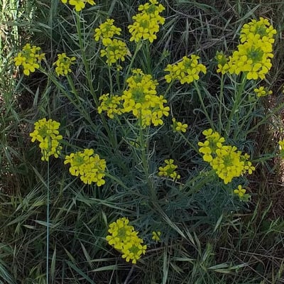 Erysimum odoratum — flower