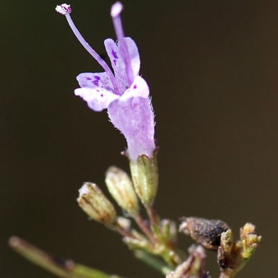 Cunila origanoides — flower