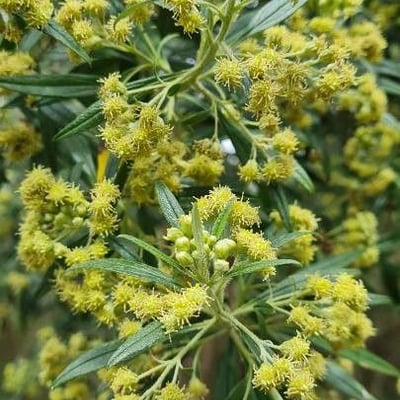 Baccharis dracunculifolia — flower