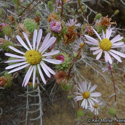 Corethrogyne filaginifolia — flower