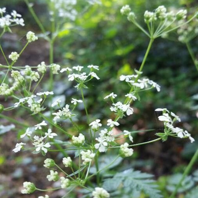 Anthriscus cerefolium — flower
