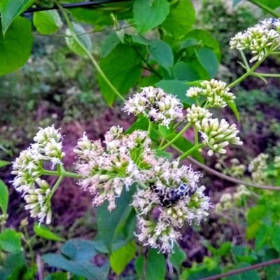 Mikania scandens — flower