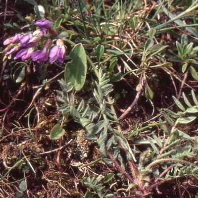 Oxytropis helvetica — flower