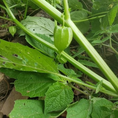 Physalis minima — leaf
