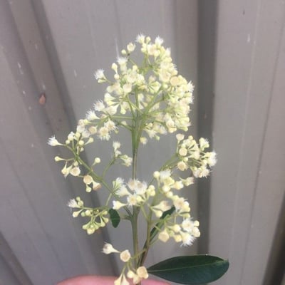 Pimenta racemosa — flower