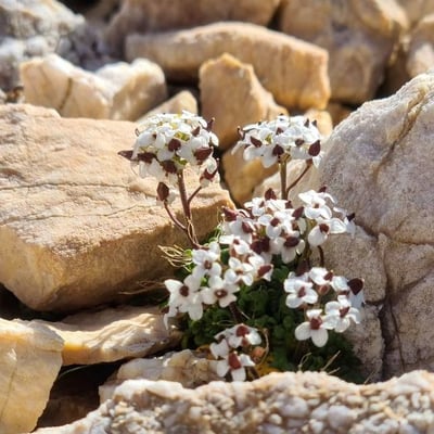 Hornungia alpina — flower