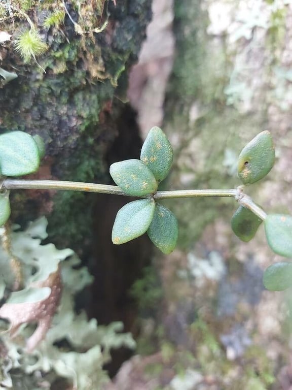 Acorn peperomia