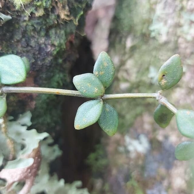 Peperomia tetraphylla — leaf