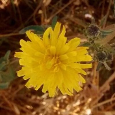 Helminthotheca echioides — flower