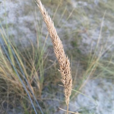 Ammophila arenaria — flower