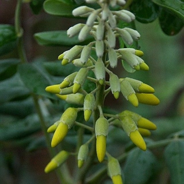 Sophora tomentosa — flower
