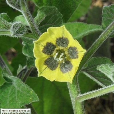 Physalis peruviana — flower