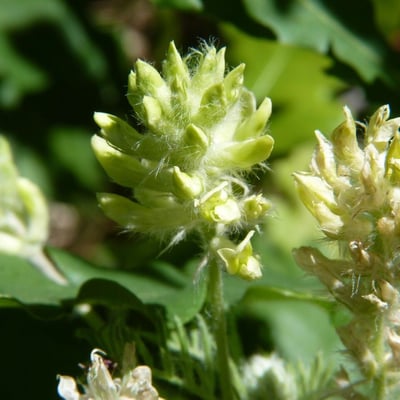 Oxytropis pilosa — flower