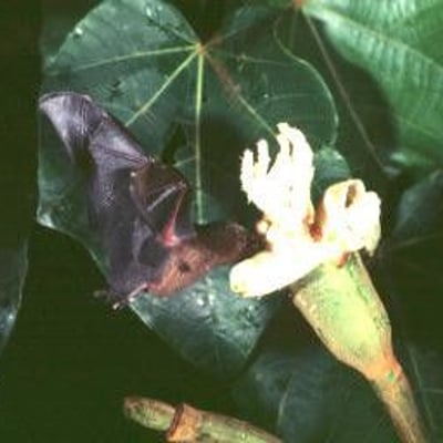 Ochroma pyramidale — flower