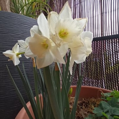 Narcissus tazetta — flower