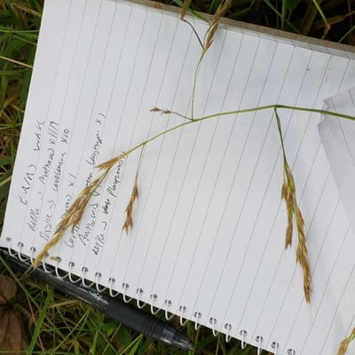 Bromus arvensis — flower