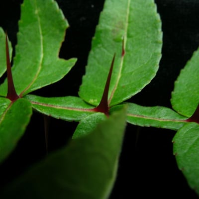 Zanthoxylum armatum — leaf