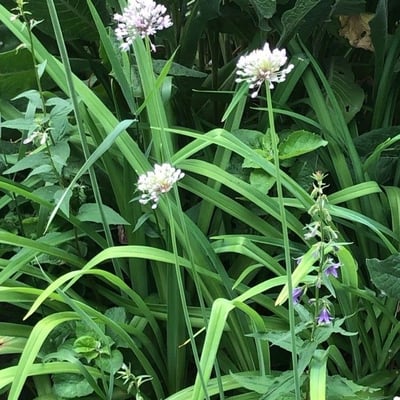 Allium canadense — flower