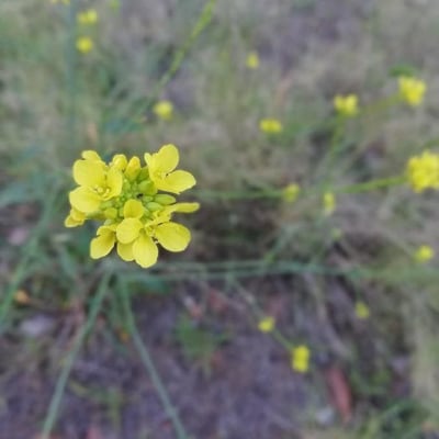 Rapistrum rugosum — flower