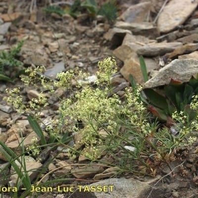 Galium obliquum — flower