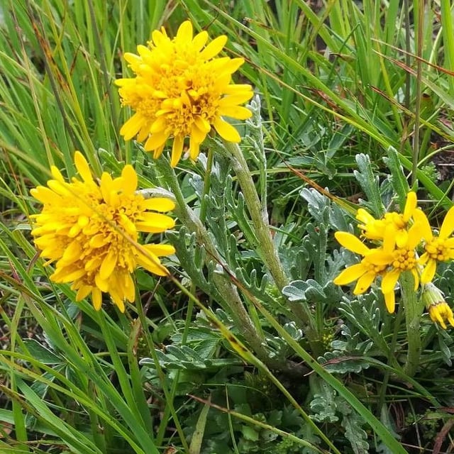 Jacobaea incana — flower