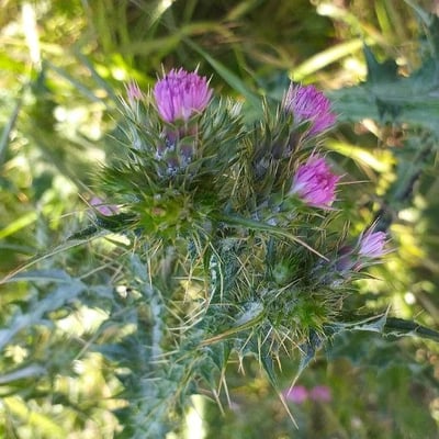 Carduus tenuiflorus — flower