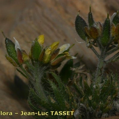 Draba hispanica — flower