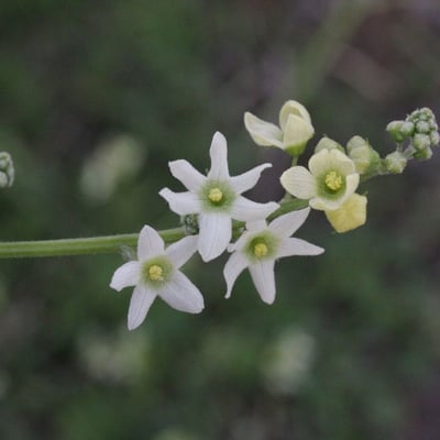 Marah macrocarpa — flower