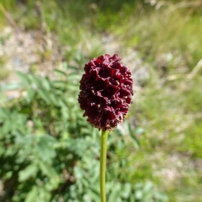 Sanguisorba officinalis — flower