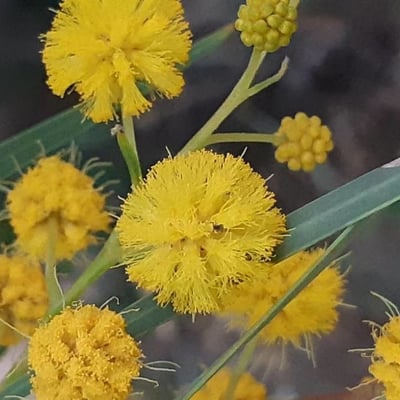 Acacia pycnantha — flower