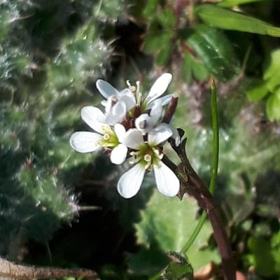 Cardamine parviflora — flower