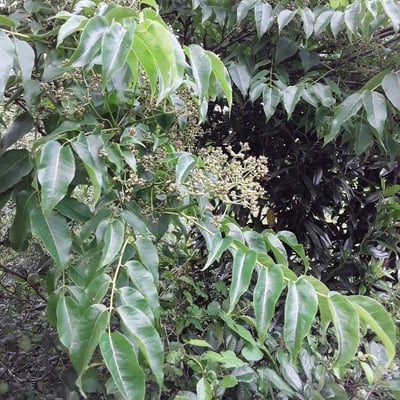 Phellodendron amurense — flower
