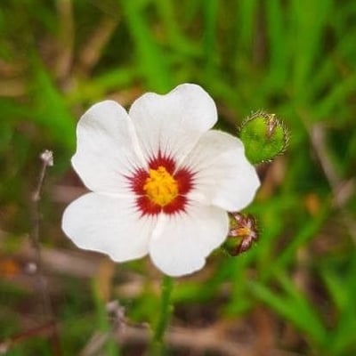 Sida linifolia — flower