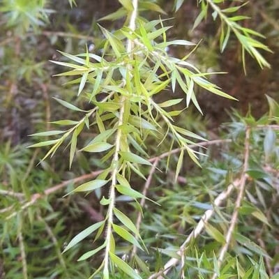 Melaleuca styphelioides — leaf