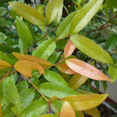 Eugenia rhombea — leaf