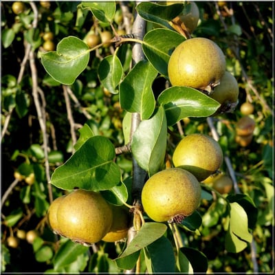 Pyrus pyraster — flower