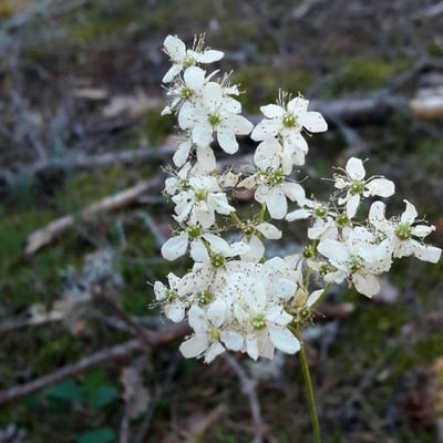Filipendula vulgaris — flower