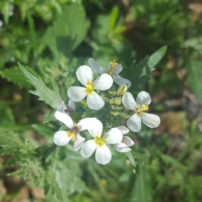 Cakile maritima — flower