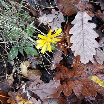 Aposeris foetida — flower