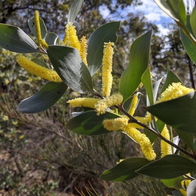 Acacia longifolia — flower