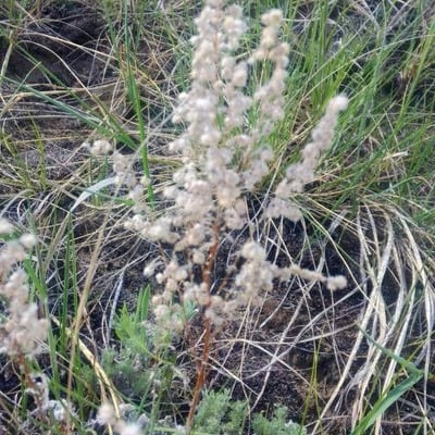 Artemisia frigida — flower