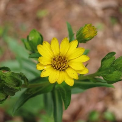 Chrysopsis mariana — flower
