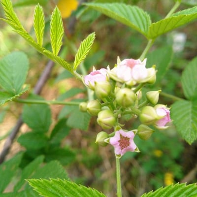 Rubus coreanus — flower