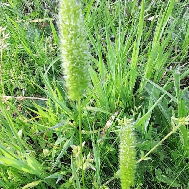 Rostraria cristata — flower