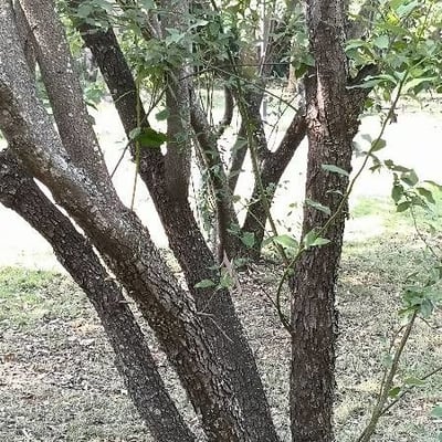 Lindera communis — habit