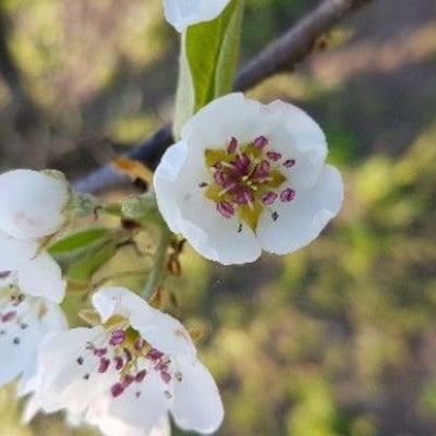 Pyrus communis — flower